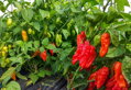 Bhut Yolokia Red seeds