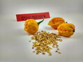 Trinidad Scorpion yellow seeds